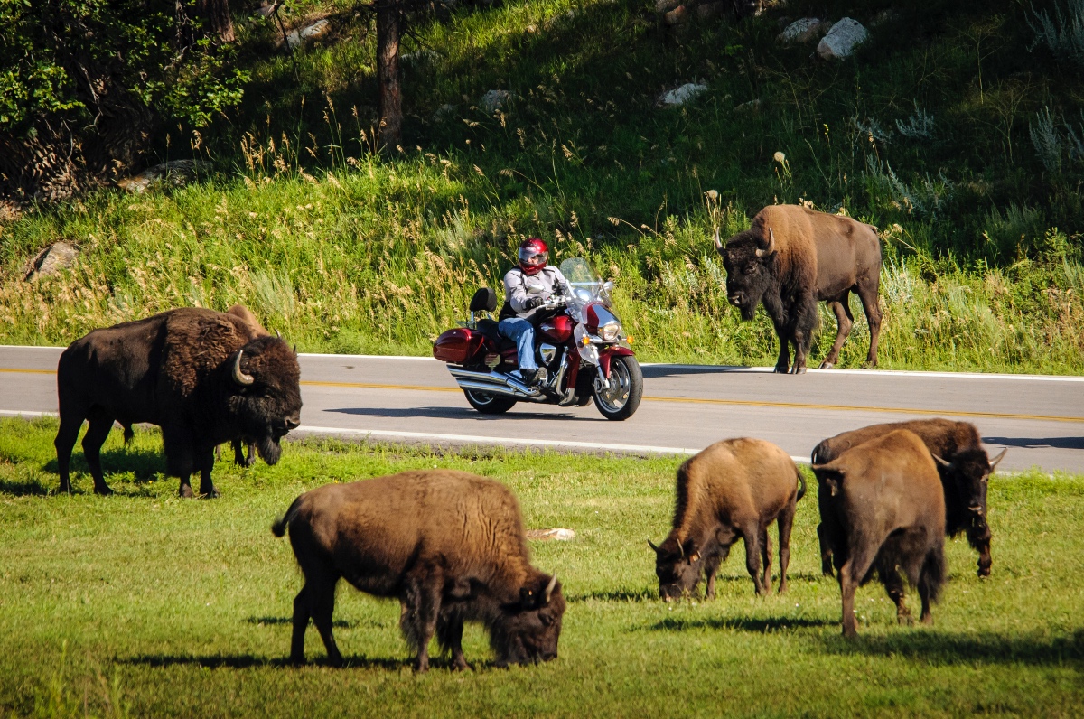 Custer State Park South Dakota